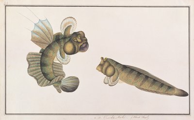 Dragon Mudskipper, from Drawings of Fishes from Malacca, c.1805-18 by Chinese School